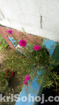 Time Flower/ পর্তুলিকা